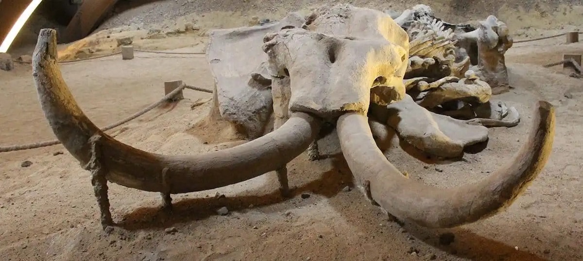 Fossiles aux Museo di Casal de Pazzi à Rome