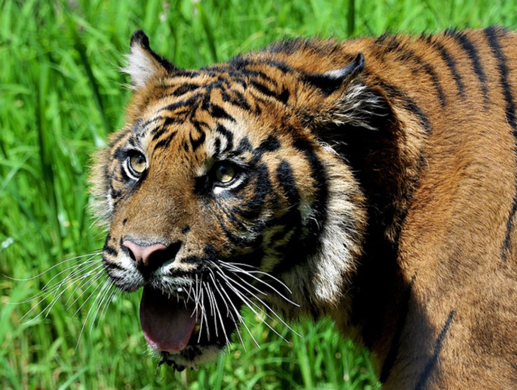 Tigre de Sumatra au zoo Bioparco situé dans la Villa Borghese de Rome