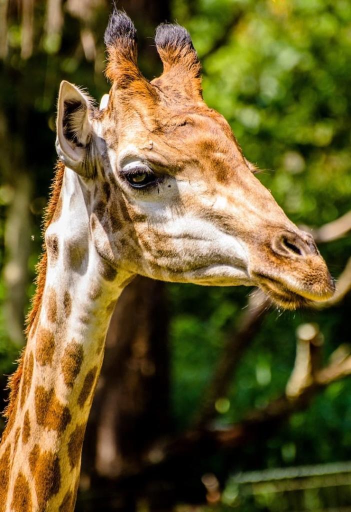 Girafe au zoo à Rome