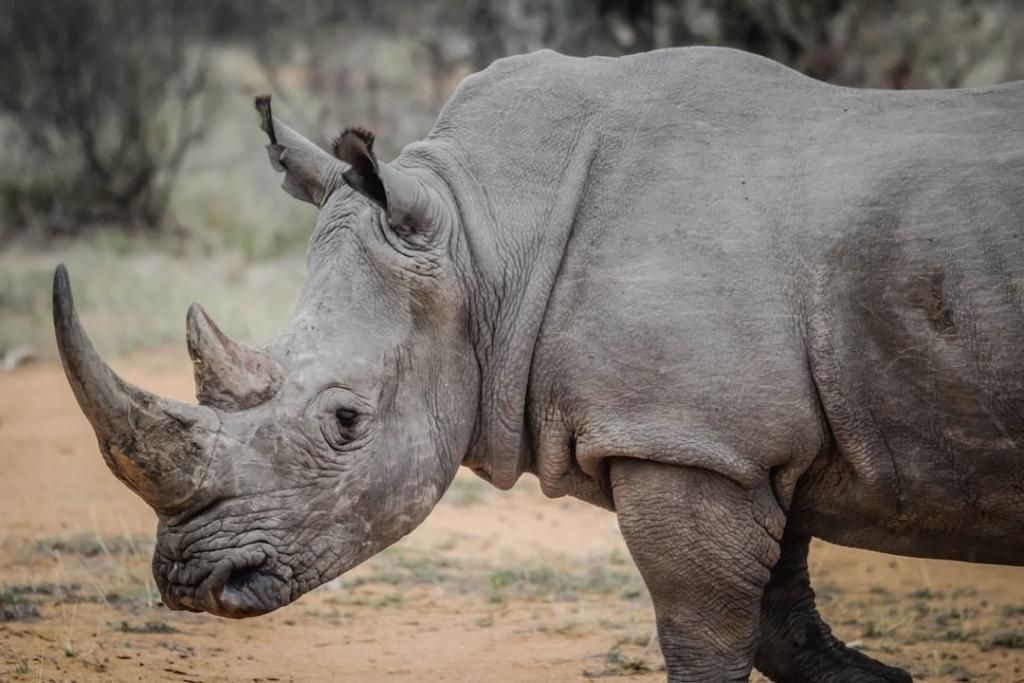 Rhinocéros au zoo à Rome