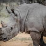 Rhinocéros au zoo à Rome