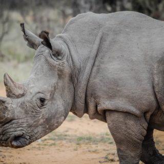 Rhinocéros au zoo à Rome