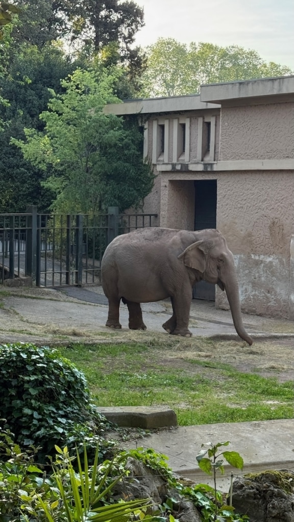 Eléphant au Zoo de Rome