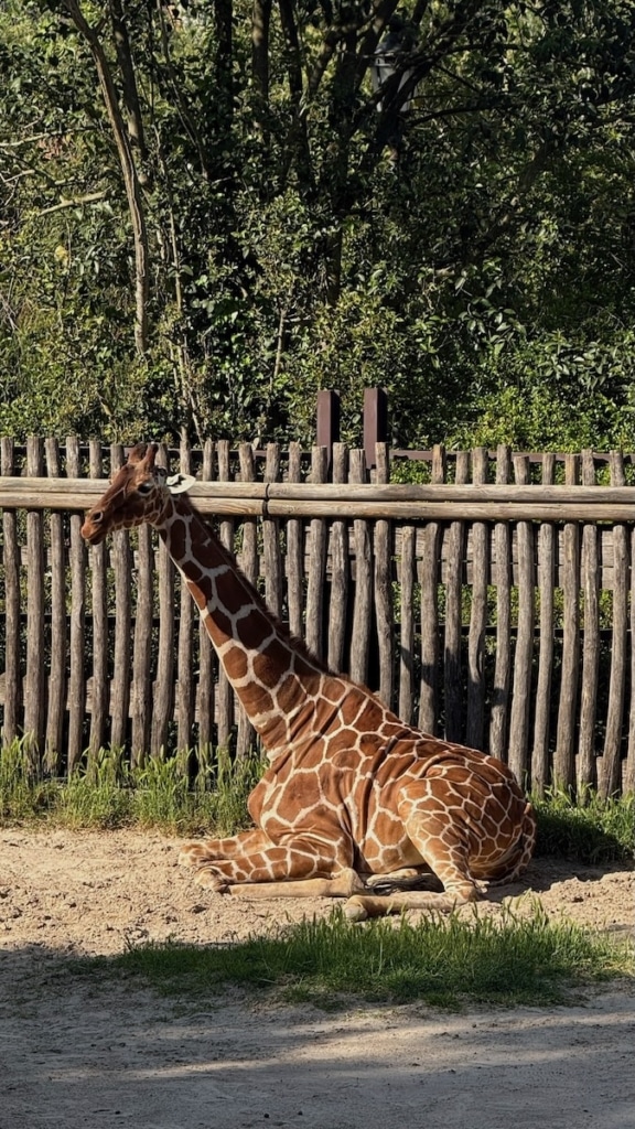 Girafe au Zoo de Rome
