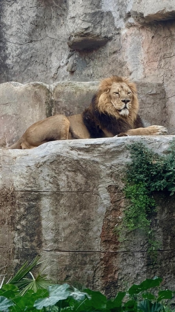 Lion au Zoo de Rome
